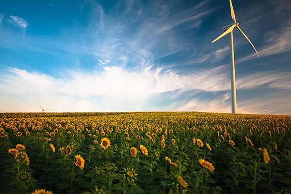 Sunflower field (Barbate, Spain). Photo: Gustavo Quepón (@unandalusgus)