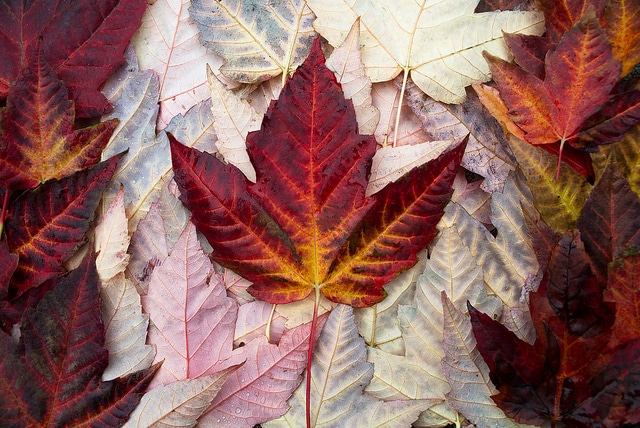 Canada. Elcano Blog