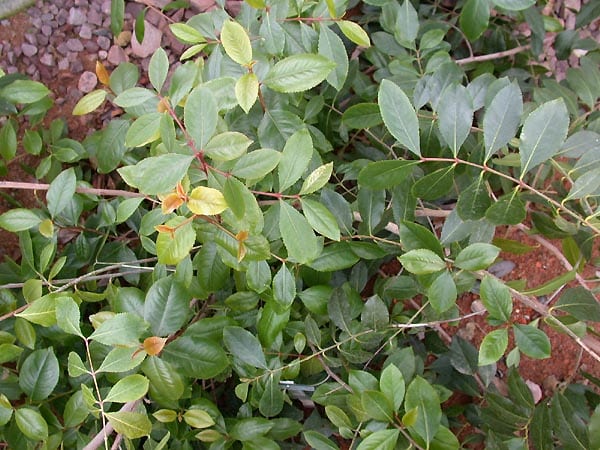 Catha edulis / Khat / Qat. Blog Elcano