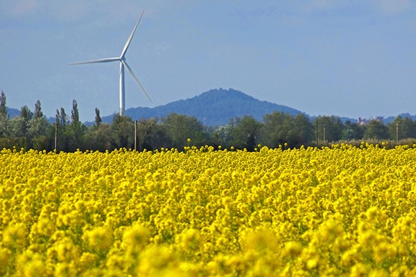 Aerogenerador en un campo de colza en Pays d'Arles. Foto: Mathieu Péborde (CC BY-NC-ND 2.0)