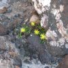 Resiliencia de las plantas. Foto: Pierre Pouliquin (CC BY-NC 2.0). Blog Elcano