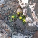 Plant resilience. Photo: Pierre Pouliquin (CC BY-NC 2.0). Elcano Blog