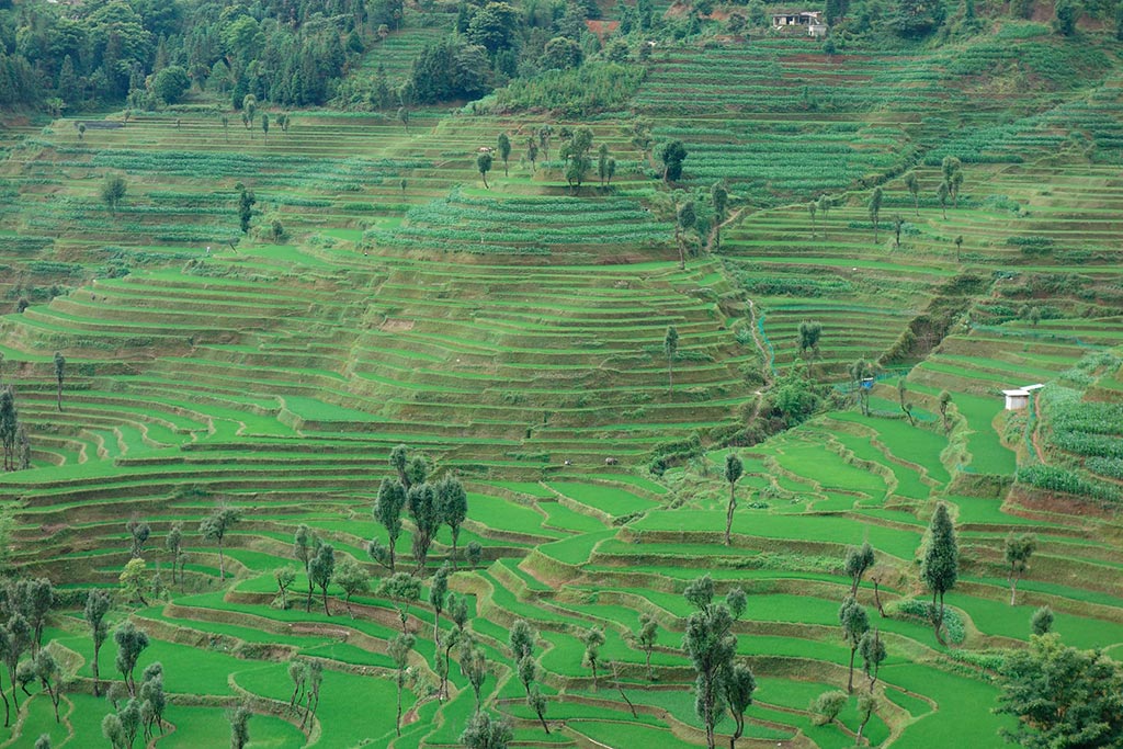 Sistema de los arrozales en terrazas de los hani en la prefectura de Honghe, condado de Yuanyang (República Popular China). Foto: ©FAO/Sara Manuelli (CC BY-NC 2.0)