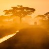 Car passing by in between trees- África. Photo by Sergey Pesterev on Unsplash
