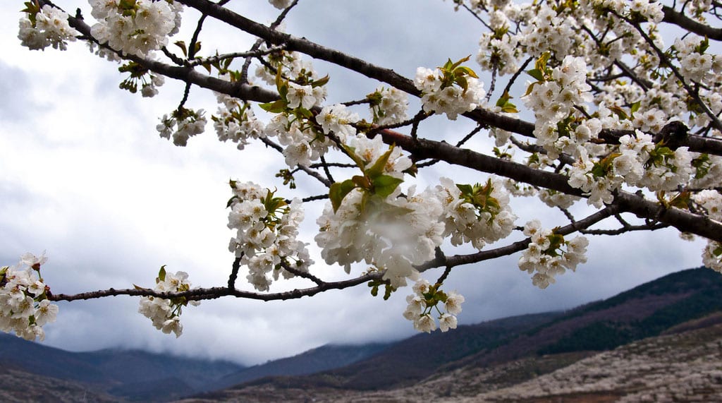 Spaniards are happier. Jerte Valley, north of Extremadura (Spain). Photo: TheGoldstein (CC BY-NC-ND 2.0).