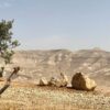 Vistas de las colinas sobre Jericó, en Cisjordania. Un árbol verde sobre un terreno pedroso y árido durante el día. Remiendos